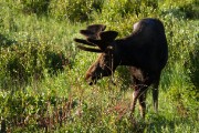 moose in the meadow...
